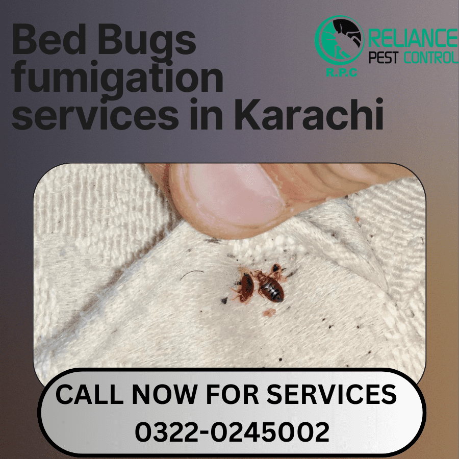 bed bugs fumigation in Karachi, bed bugs removal treatment, how to rid bed bugs, bed bugs gs table treatment, bed bugs removal treatment